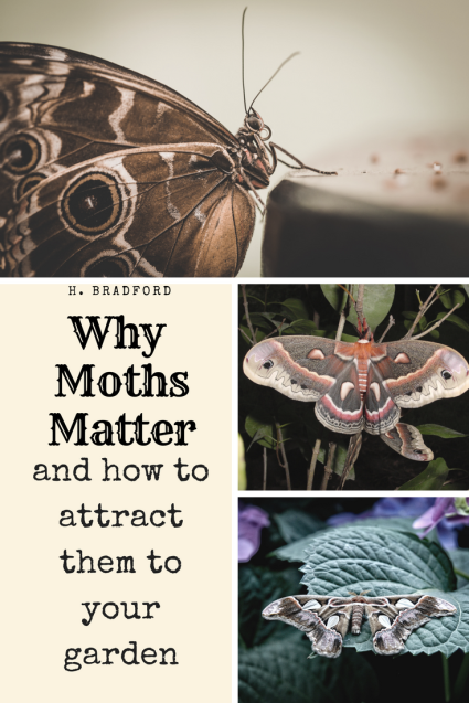 Moths Matter